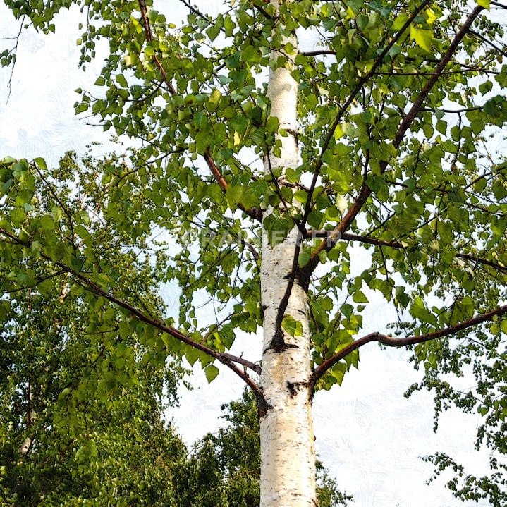 Pubecent birch, Betula Pubescens image
